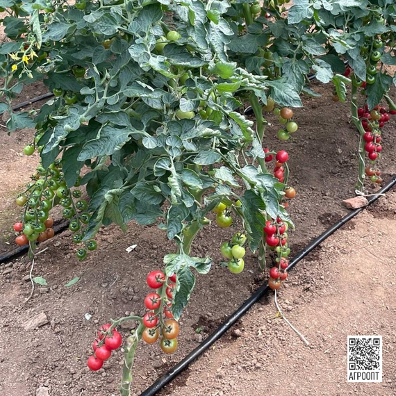 Рознари F1 семена томата индетерминантного (Rijk Zwaan / Райк Цваан) культура – фото 4