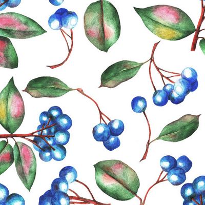 Ветка ягоды. Акварель