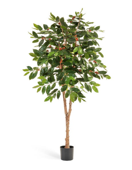 Кофейное дерево с плодами 180 см