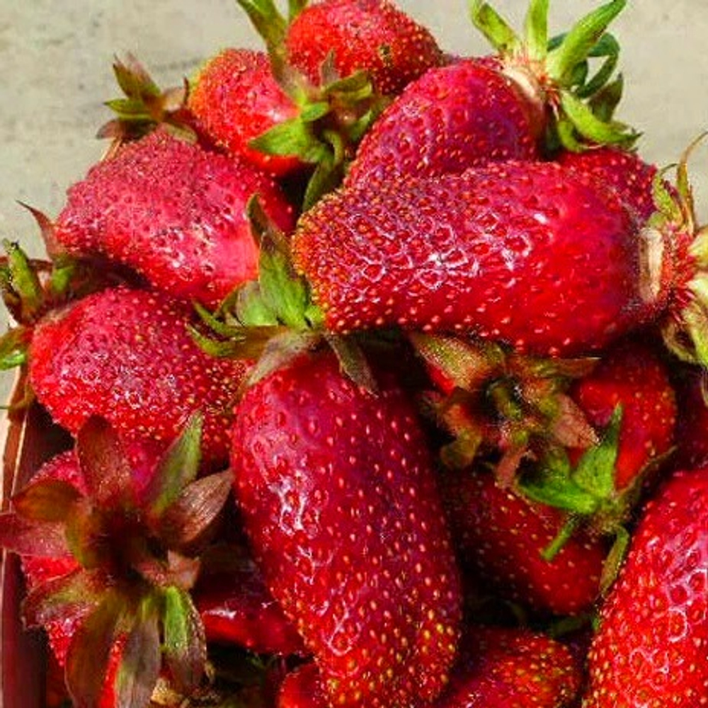 Земляника Купчиха улучшенная (земклуника) среднеранняя