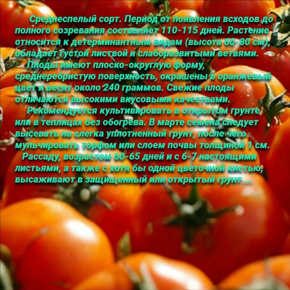 Томат Хурма (0,1гр). Семена Алтая.