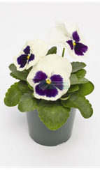 Фиалка Виттрока INSPIRE PLUS WHITE BLOTCH F1