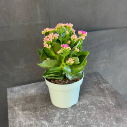 Каланхоэ Блоссфельда (Kalanchoe blossfeldiana) розовое