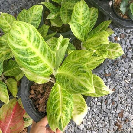 Аглаонема SILVER SPOON / CHORN NGERN