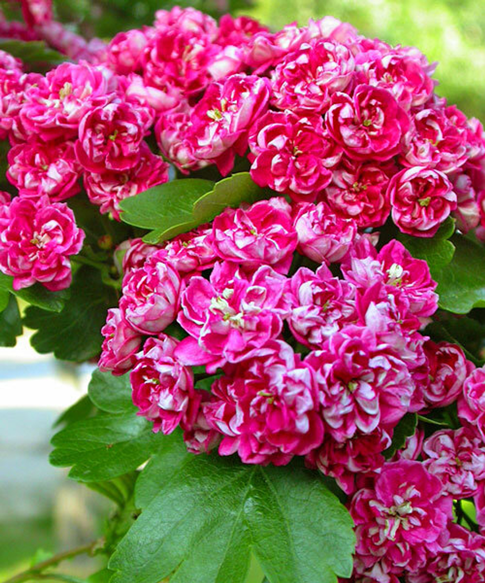 Боярышник розовоцветный Пауль Скарлет С20 200-250