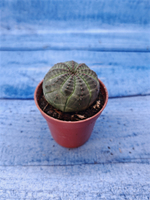 Euphorbia Obesa (Эуфорбия)