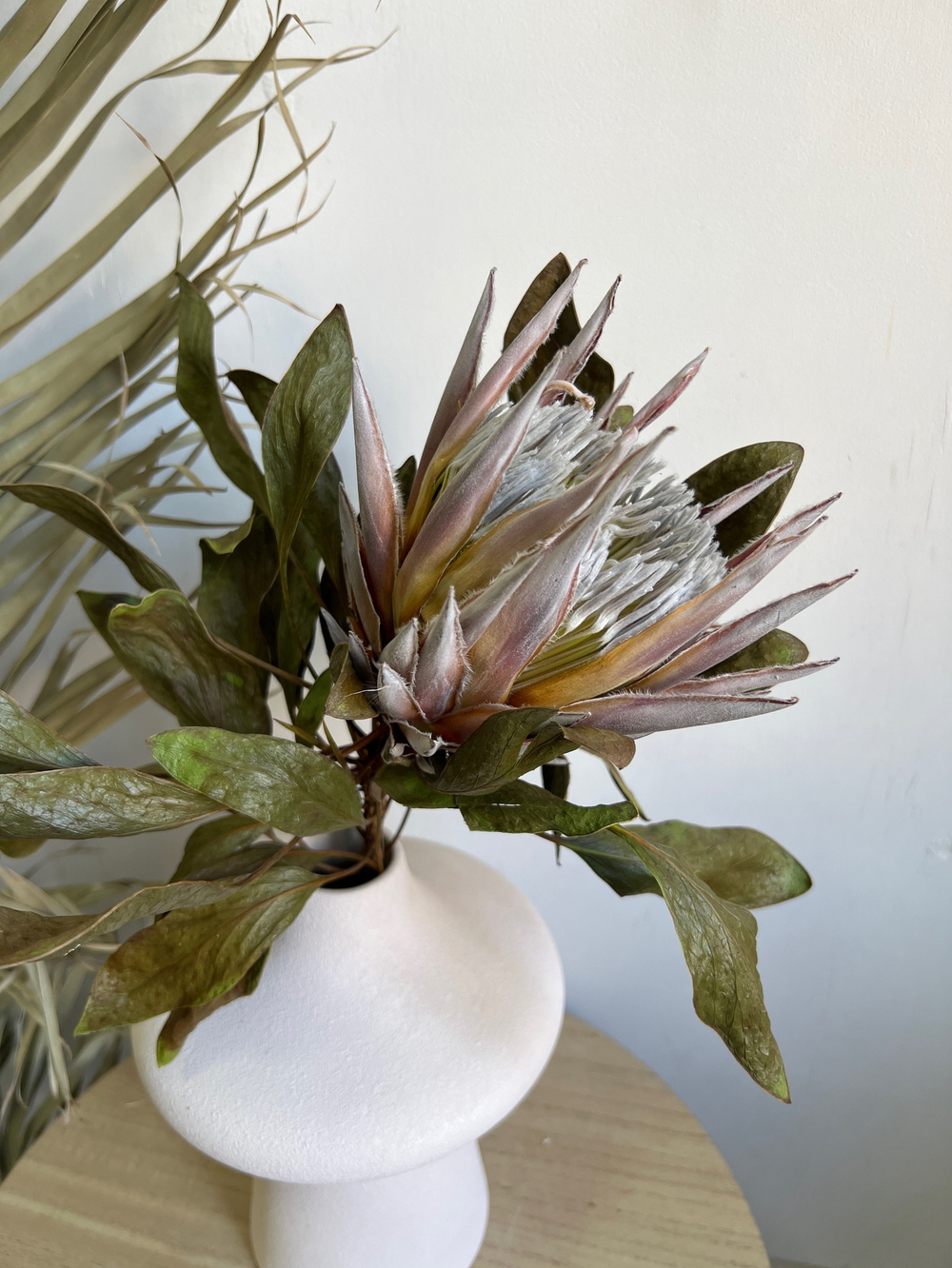 Протея Цинароидес M