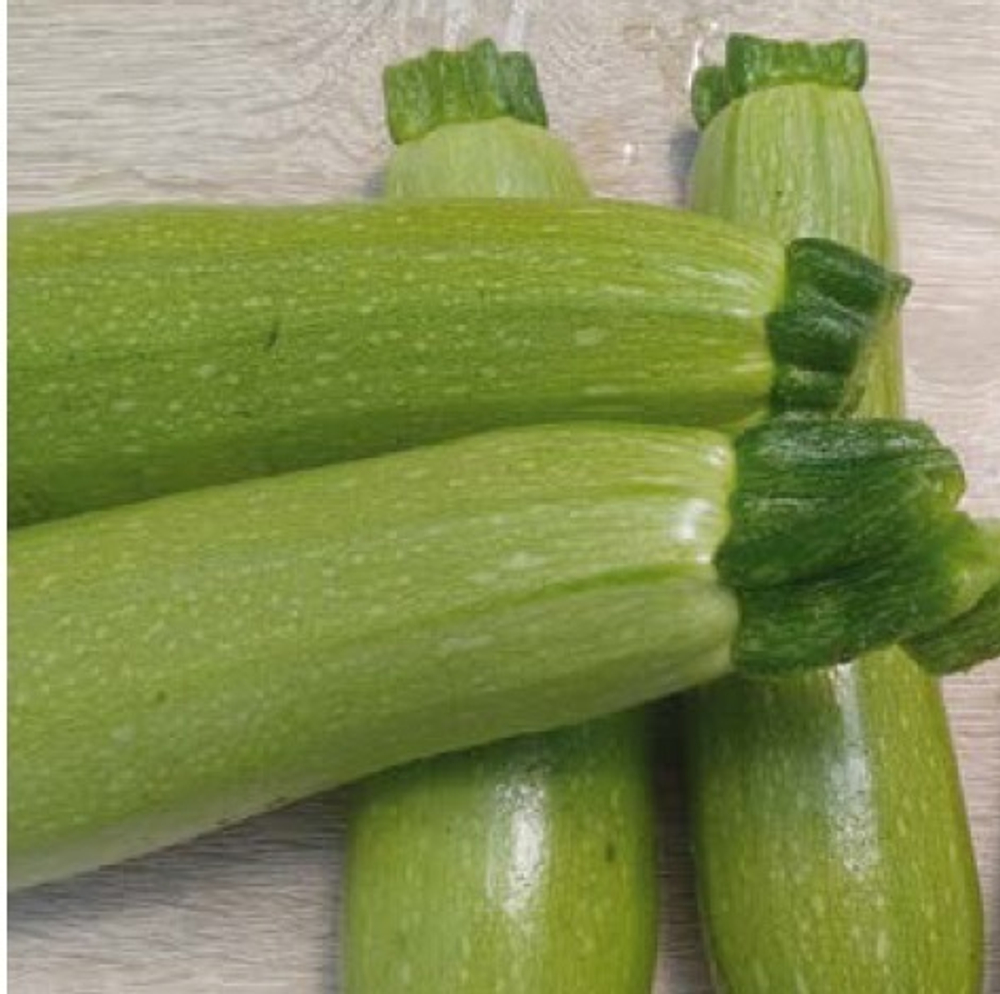 Байкал F1 семена кабачка (Sakata / Саката)