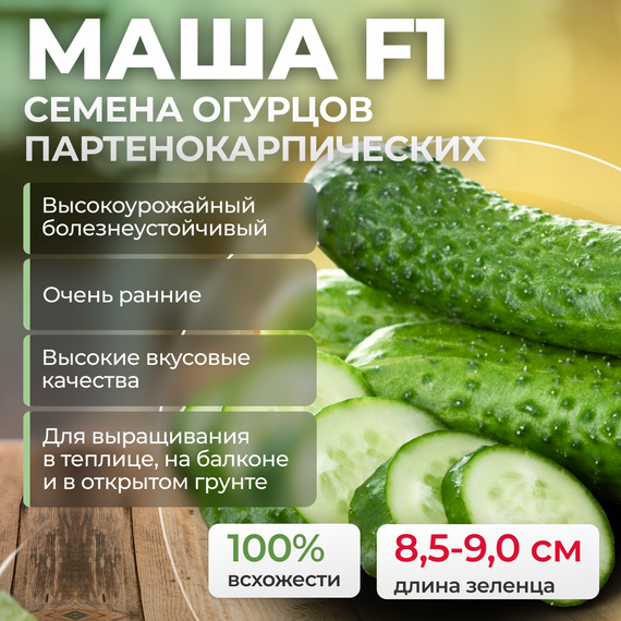 МАША F1 семена огурца (Seminis | Alexagro) оптом