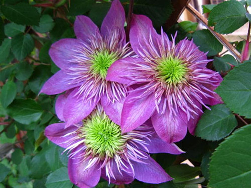 Клематис гибридный Кайзер Закупка М33 апрель 2026