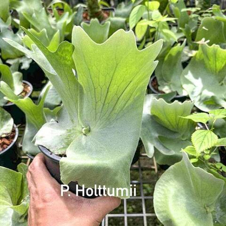 Платицериум P.HOLTTUMII