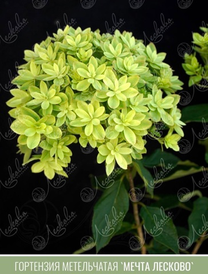 Предзаказ! Гортензия метельчатая Мечта Лесково