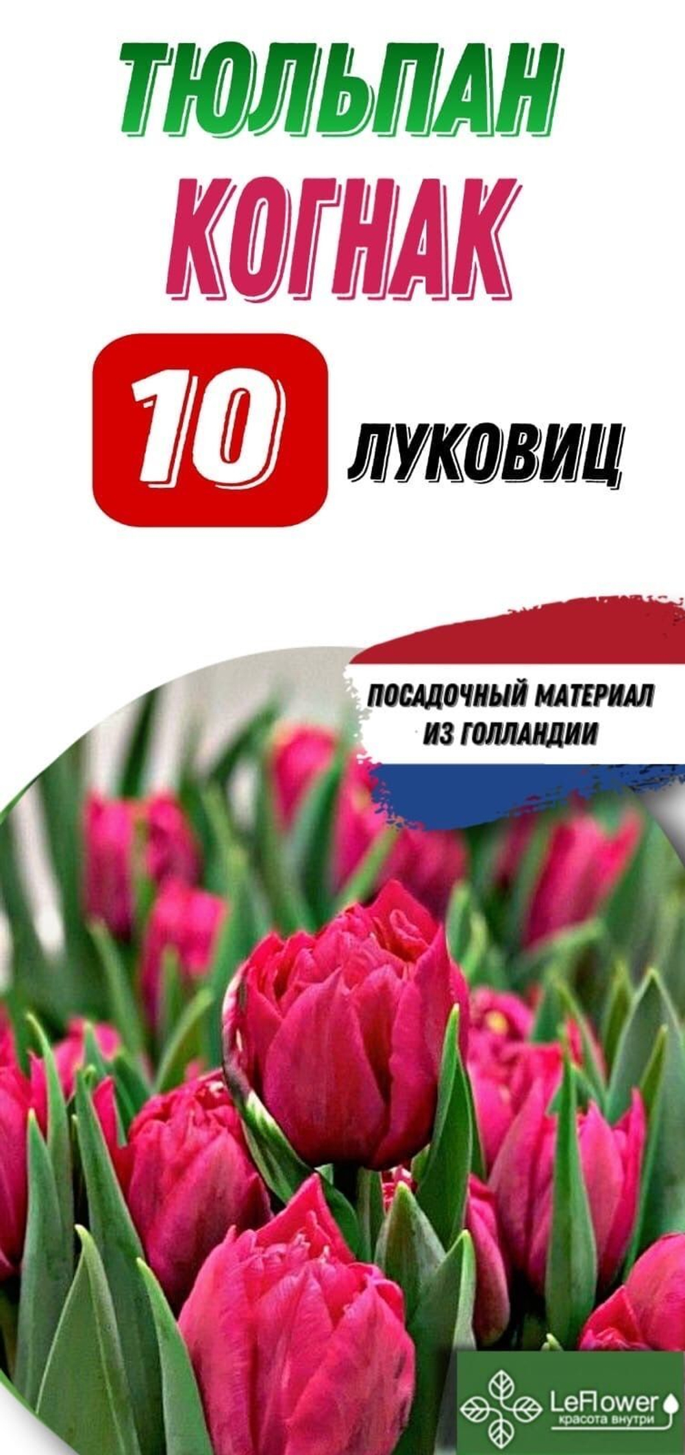 Тюльпан Луковица, Когнак, 10шт