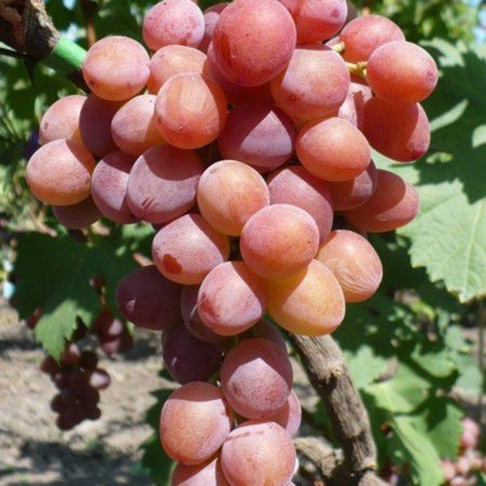 сорт винограда пестрый отзывы. пёстрый виноград крайнова. виноград бессемянный с. виноград арабелла. виноград лучистый.