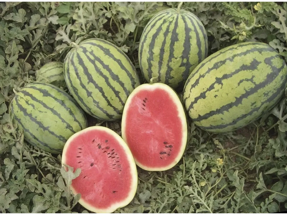 Бедуин F1 семена арбуза (Bejo / Бейо)