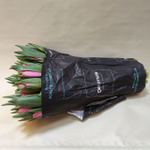 Тюльпан классика (банч 50шт) Розовый