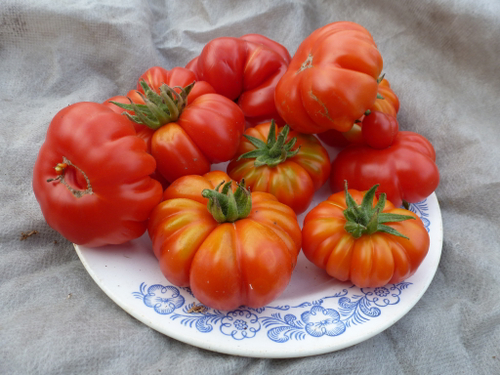 Помидоры Togorific — Тогорифик