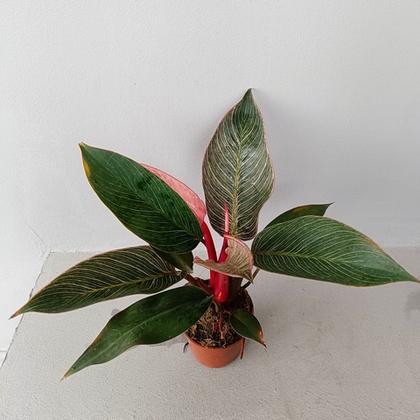 Филодендрон Пинк Бикини