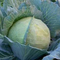 ЗАКАЗ F1 семена капусты белокочанной (Seminis | Alexagro)