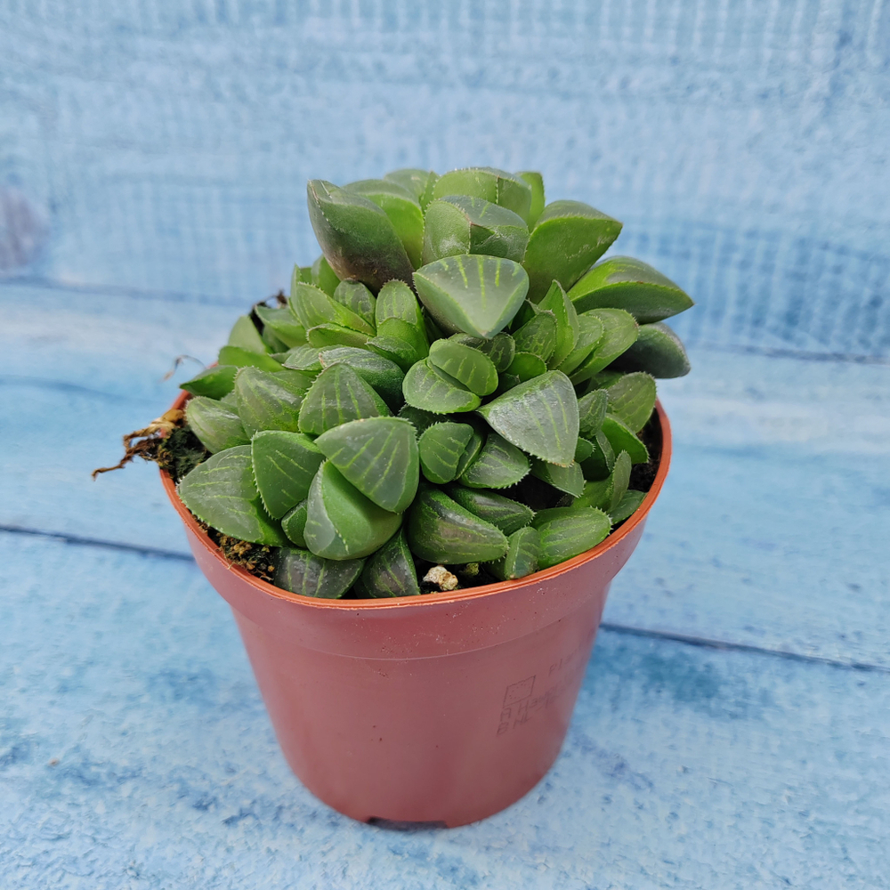 Haworthia Retusa (Хавортия)