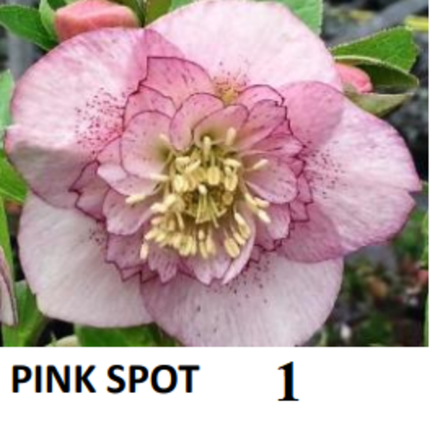 Морозники на весну 26 (конец марта)