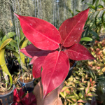 Аглаонема COCHIN BERRY (A132)