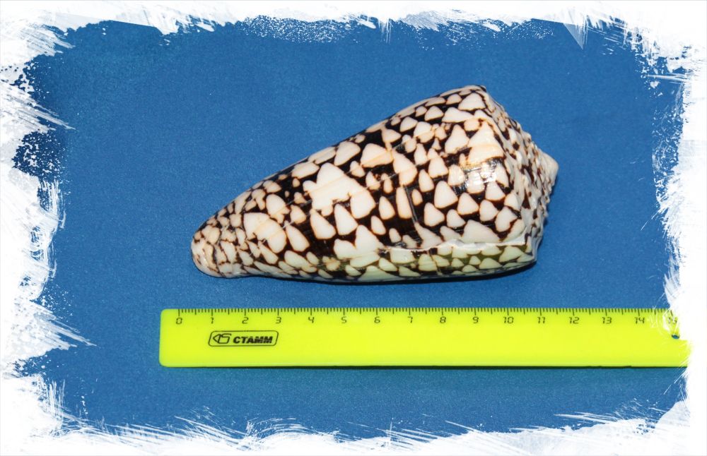 Мраморный конус, 10-12см, 1шт