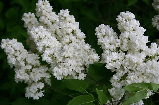 Сирень обыкновенная Память о Колесникове С10 50-70 см Закупка М64 май 2026