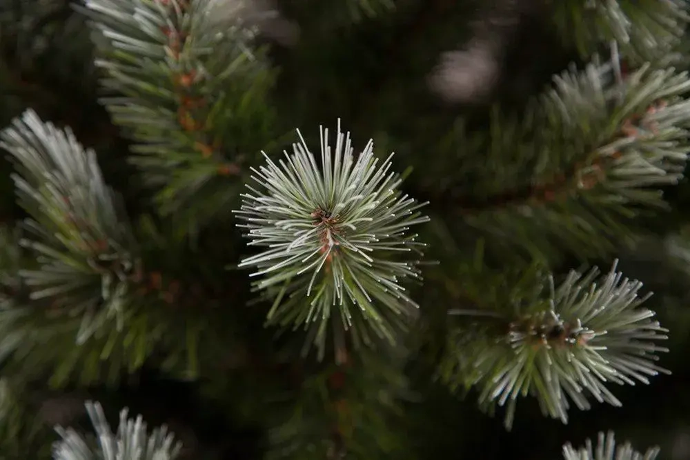 Ель Женева заснеженная 155 см., леска, Triumph Tree (73996)