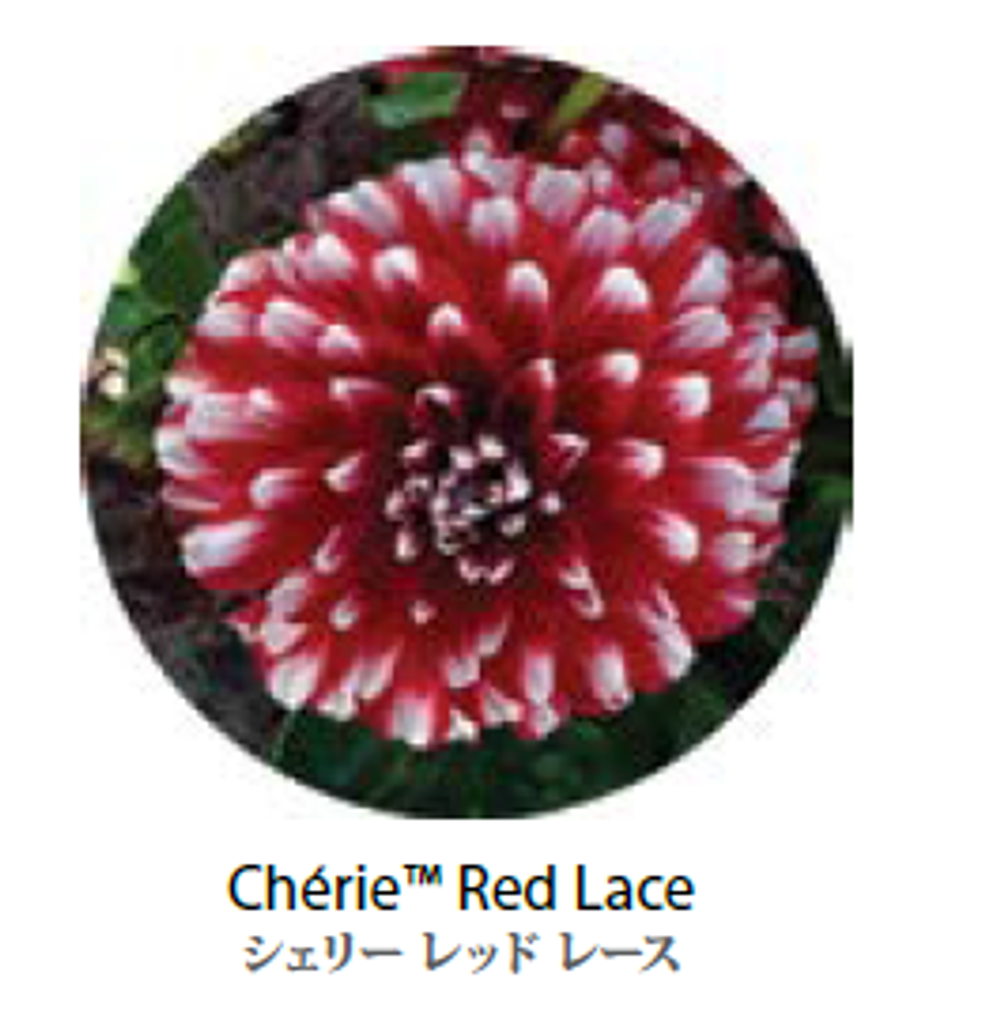 ЕВРО Георгина Cherie Red Lace укорененный ЕВРО черенок НАЧАЛО ЯНВАРЯ поставка 5