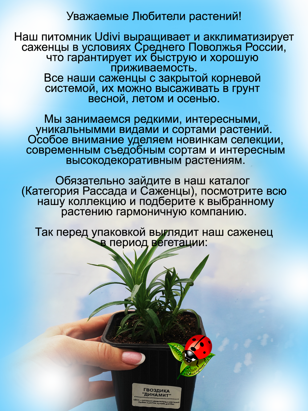 Гвоздика Динамит красно пурпурная