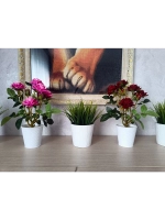 Роза кустовая бархатная, в кашпо.