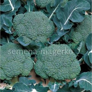 Капуста брокколи Маратон F1 2500 (семян)