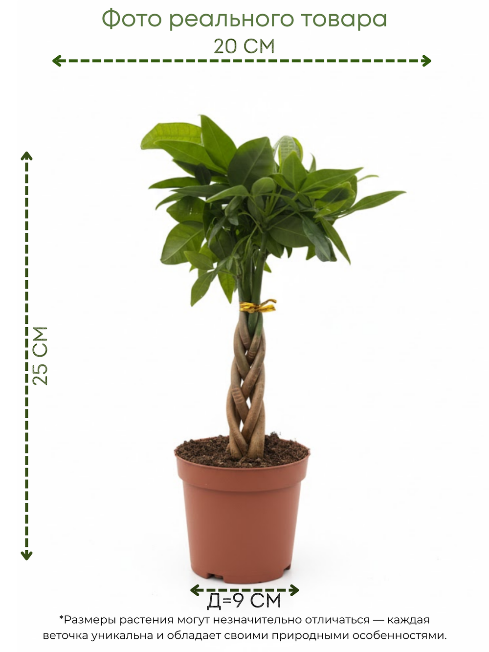 Пахира Five-Branch пять стволов д.