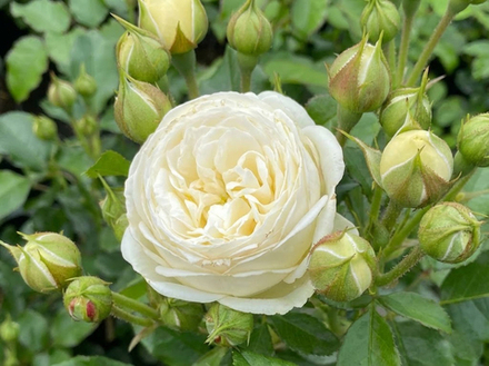 Роза «Артемис» (Artemis) шраб