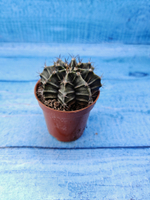 Gymnocalycium Friedrichii (Гимнокалициум)