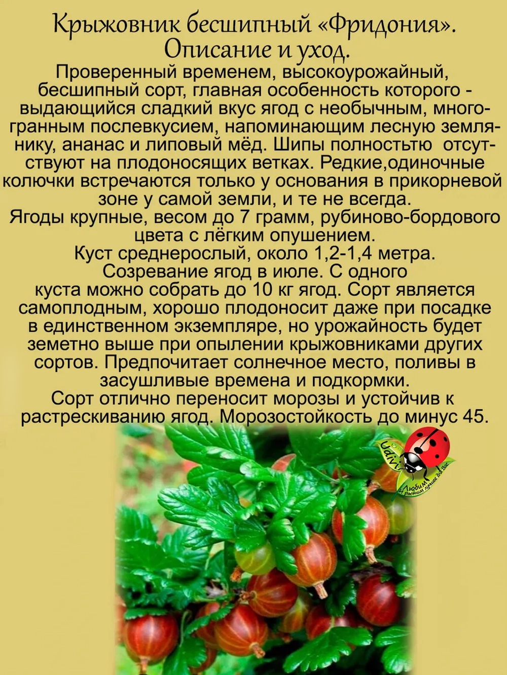 Крыжовник Фридония бесшипный сладкий