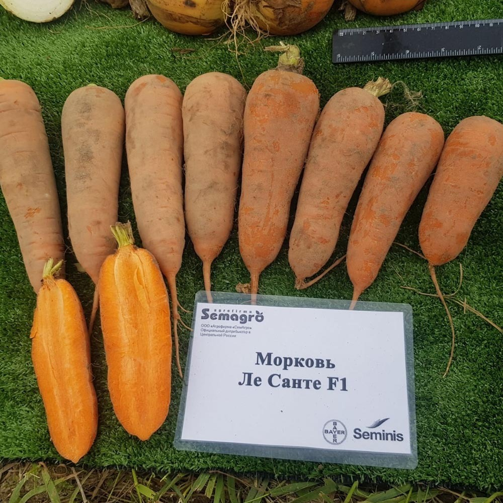 Ле Санте F1 семена моркови шантане (Seminis / Семинис)