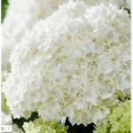 Doppio Fredo (Допио Фредо) Р12 Европа 2026