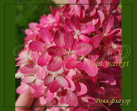 Гортензия метельчатая Роял Флауэр- королевский цветок (Hydrangea paniculata `Royal Flower`)