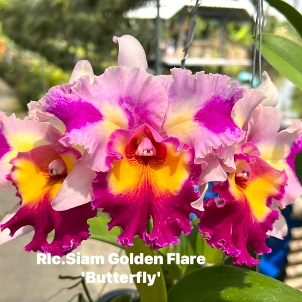 Орхидея ринхолелиокаттлея RLC. SIAM GOLDEN FLARE BUTTERFLY