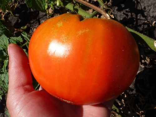 Помидоры Carol Chyko's Big Paste