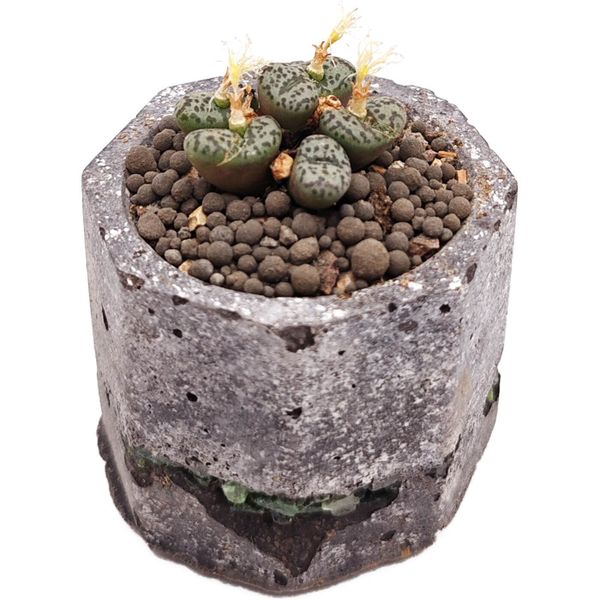 Суккулент Конофитум EnjoyPlants 698579