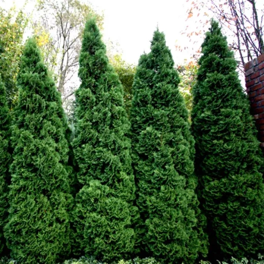 Туя западная Холмструп Р9 20-30 см Закупка М62 апрель-май 2026