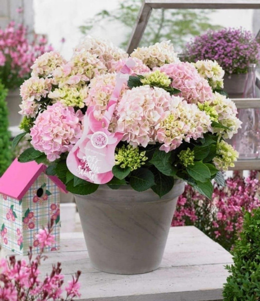 Гортензия крупнолистная музыкальная коллекция Софт Пинк Сальса С2 Закупка М31 апрель 2026