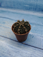 Gymnocalycium Friedrichii (Гимнокалициум)