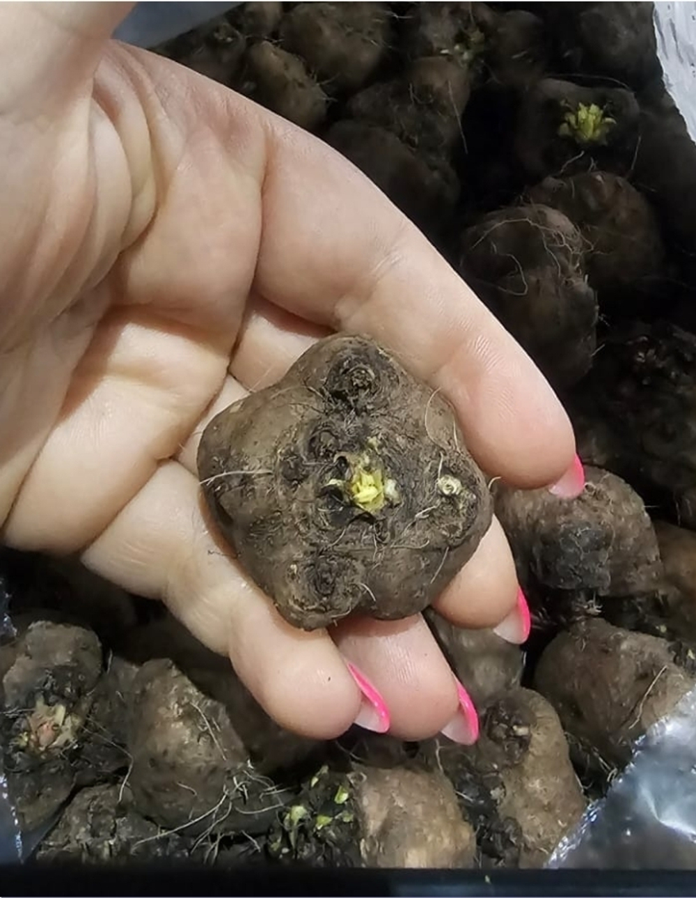 Лиатрис, Спиката Альба, 6 шт