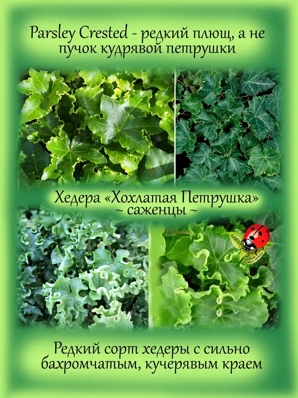 Хедера Хохлатая петрушка плющ гофрированный