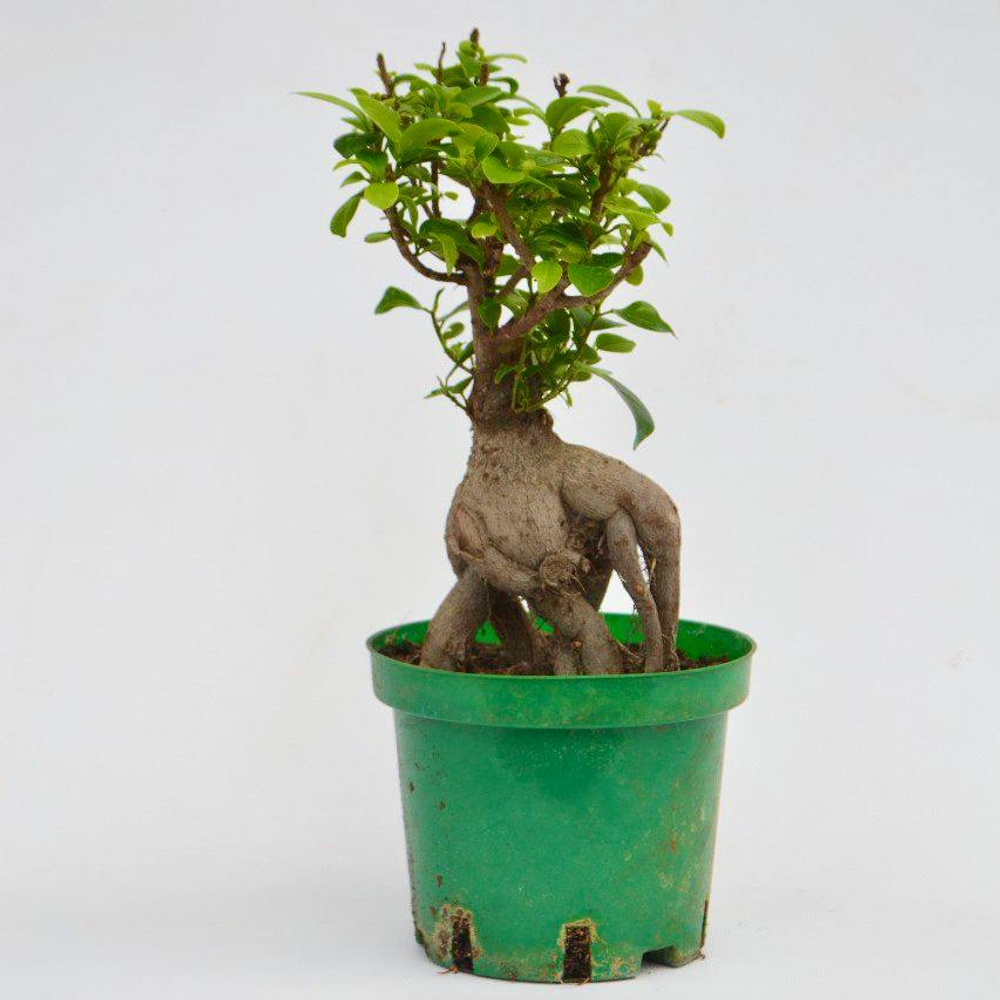 Фикус Гинсенг д.15 СП