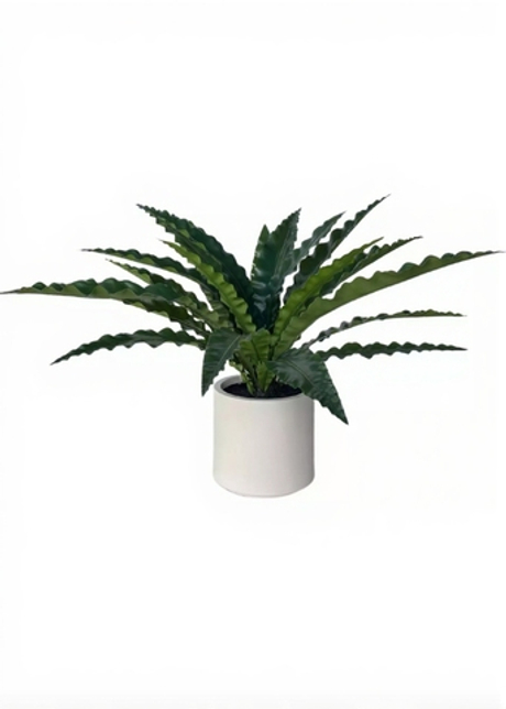 Асплениум в декоративном кашпо 85 см (20 листьев)